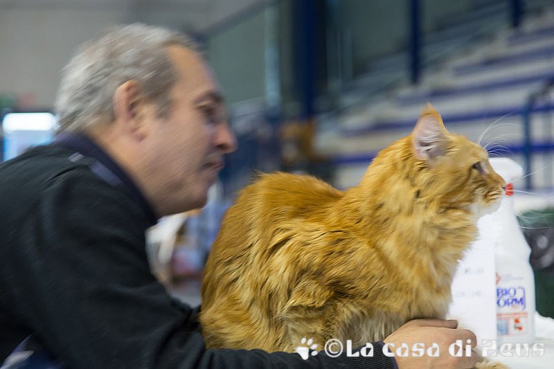 Esposizione felina a Biella 10/2015
