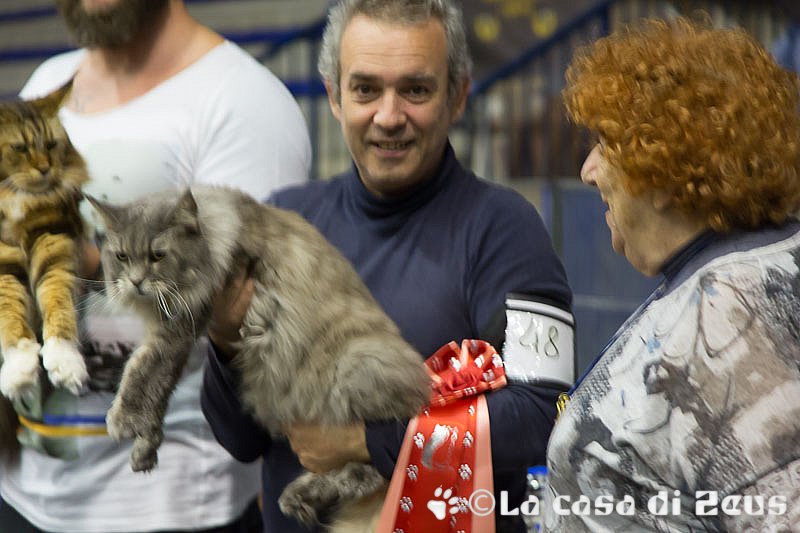 Esposizione felina a Biella 10/2015